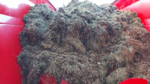 TMR uzyskany przy pomocy paszowozu Intermix