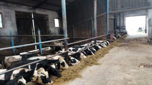 poziomy paszowóz wóz paszowy INTERMIX stół paszowy