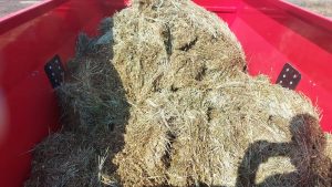 Przygotowywanie paszy w paszowozie poziomym Intermix R12