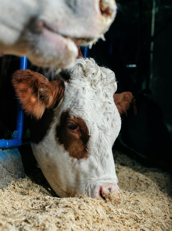 Optymalizacja TMR i analiza pasz objętościowych