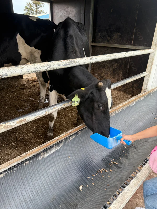 Dodatki paszowe nowej generacji